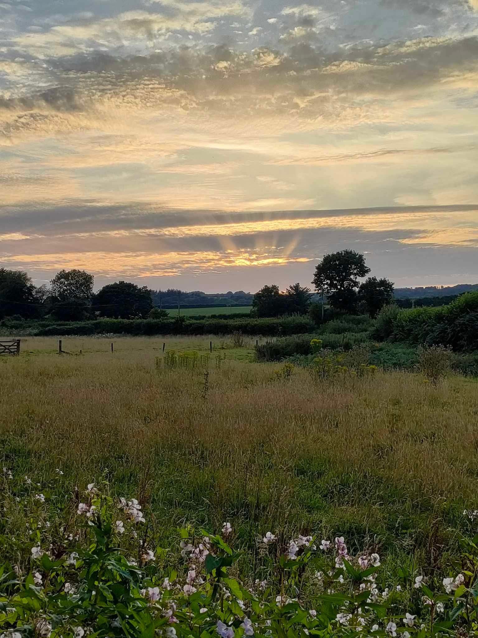 FB_IMG_1768216301256 Sunset in the woods
