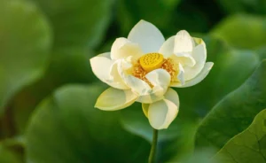 heartfulhealingpic1B flower of menopause